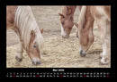 Die Welt der Pferde Fotokalender 2026 - 5