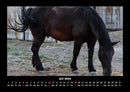 Die Welt der Pferde Fotokalender 2026 - 7