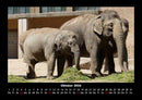 Der Elefantenkalender Fotokalender 2026 - 10
