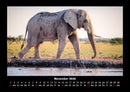 Der Elefantenkalender Fotokalender 2026 - 11
