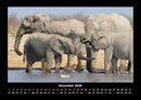 Der Elefantenkalender Fotokalender 2026 - 12