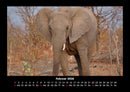 Der Elefantenkalender Fotokalender 2026 - 2