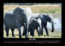 Der Elefantenkalender Fotokalender 2026 - 5