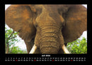 Der Elefantenkalender Fotokalender 2026 - 7
