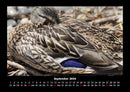 Enten Fotokalender 2026 - 9