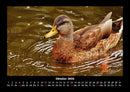 Enten Fotokalender 2026 - 10