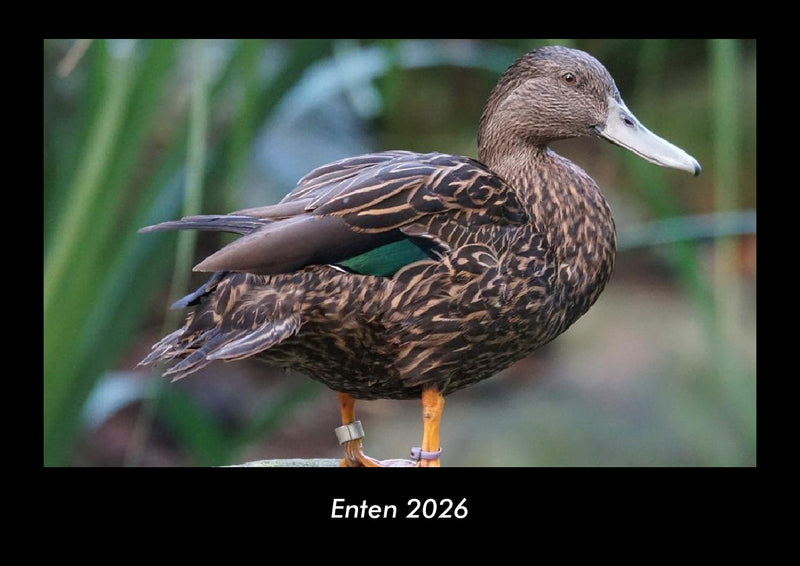 Enten Fotokalender 2026 - Hauptbild