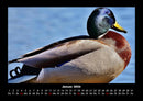 Enten Fotokalender 2026 - 1