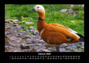Enten Fotokalender 2026 - 2