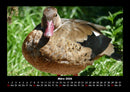 Enten Fotokalender 2026 - 3