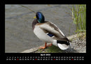 Enten Fotokalender 2026 - 4