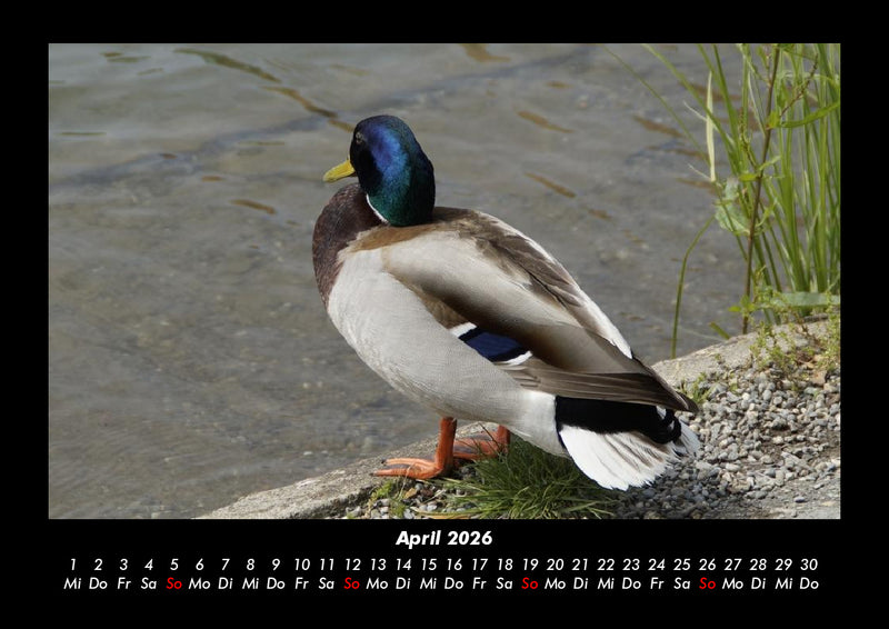 Enten Fotokalender 2026 - 4