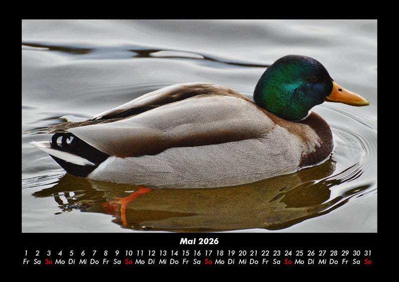 Enten Fotokalender 2026 - 5