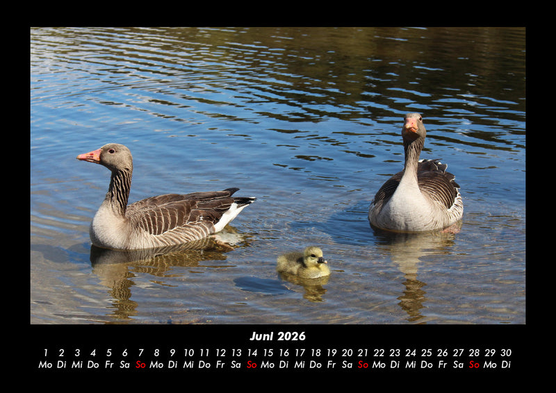 Enten Fotokalender 2026 - 6