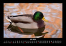 Enten Fotokalender 2026 - 7
