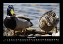 Enten Fotokalender 2026 - 8