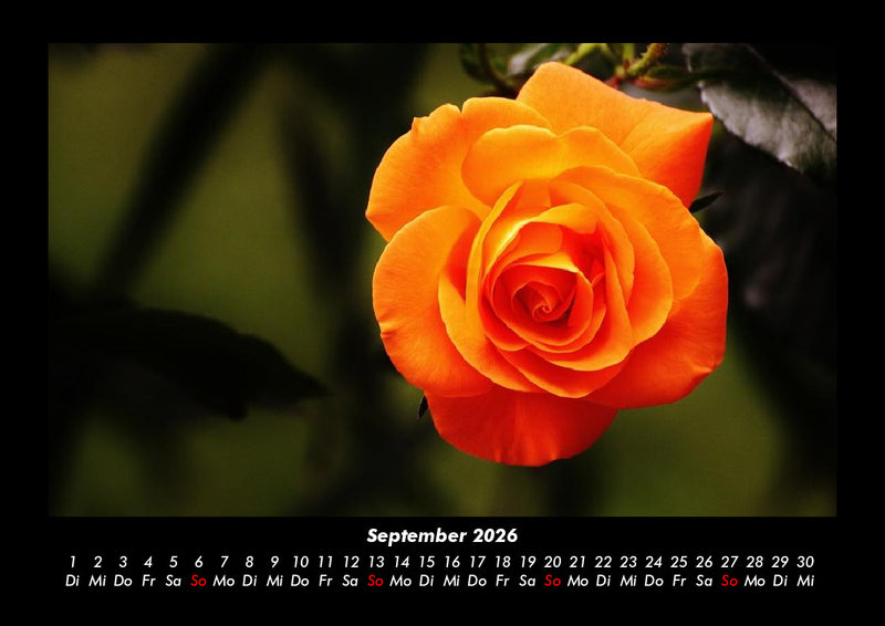 Rosentraum Fotokalender 2026 - 9
