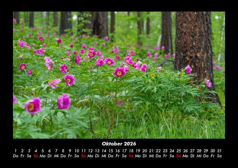 Rosentraum Fotokalender 2026 - 10
