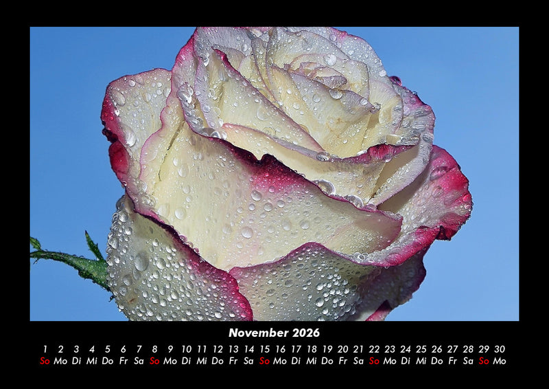 Rosentraum Fotokalender 2026 - 11