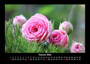 Rosentraum Fotokalender 2026 - 2