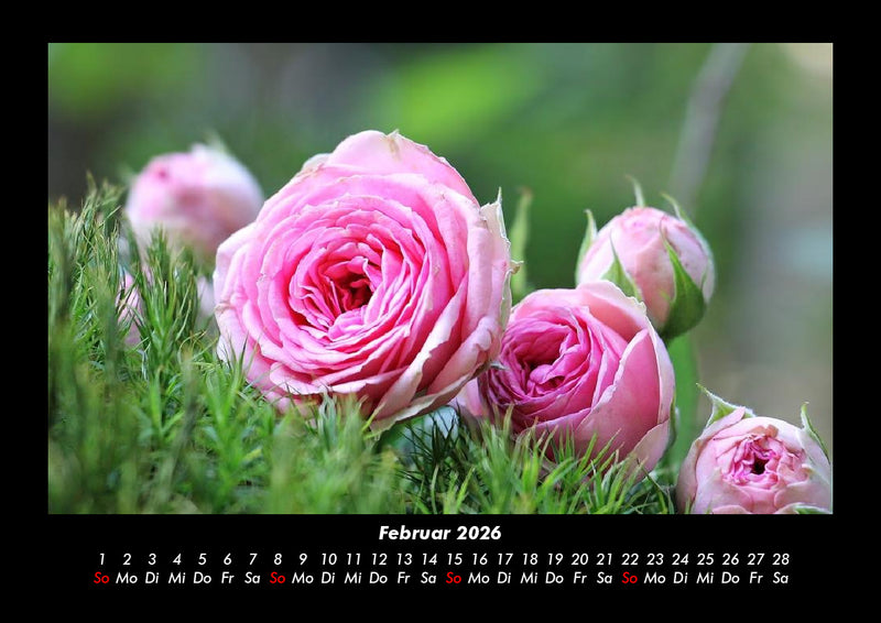 Rosentraum Fotokalender 2026 - 2