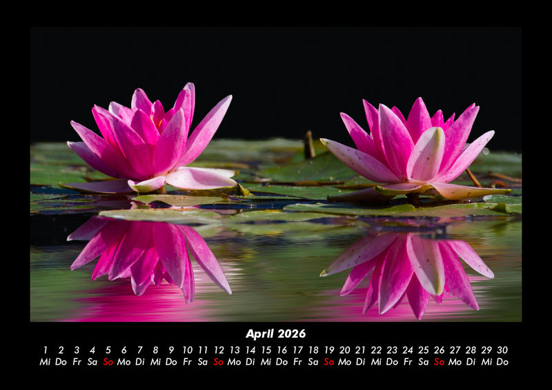 Rosentraum Fotokalender 2026 - 4