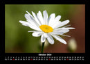 Pflanzen und Blüten Fotokalender 2026 - 10