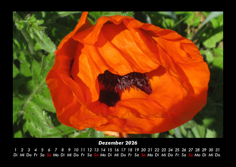 Pflanzen und Blüten Fotokalender 2026 - 12