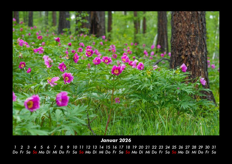 Pflanzen und Blüten Fotokalender 2026 - 1