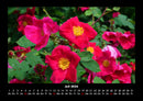 Pflanzen und Blüten Fotokalender 2026 - 7
