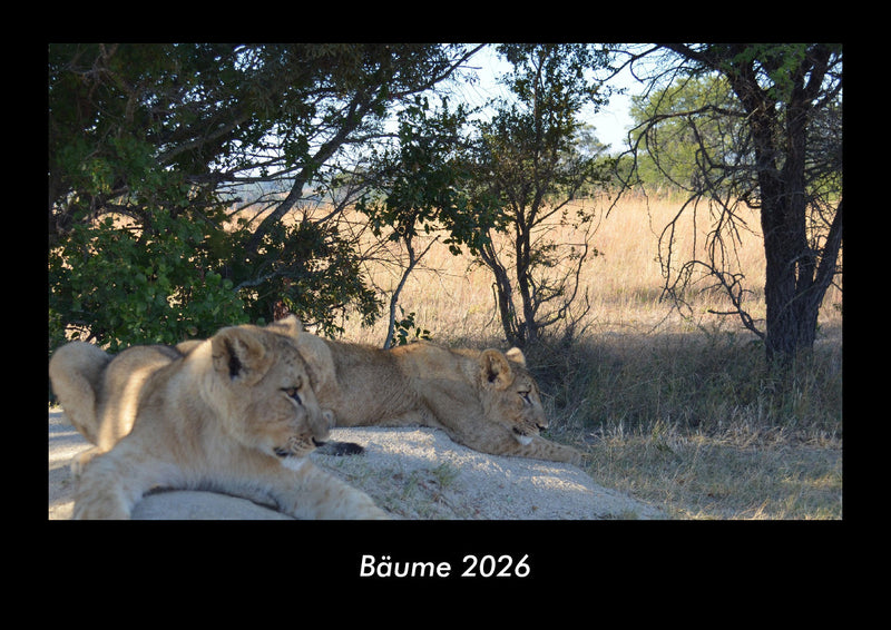 Bäume Fotokalender 2026 - Hauptbild