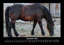 Pferdetraum Fotokalender 2026 - 9