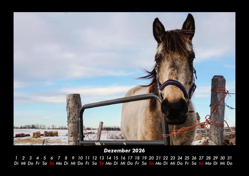 Pferdetraum Fotokalender 2026 - 12