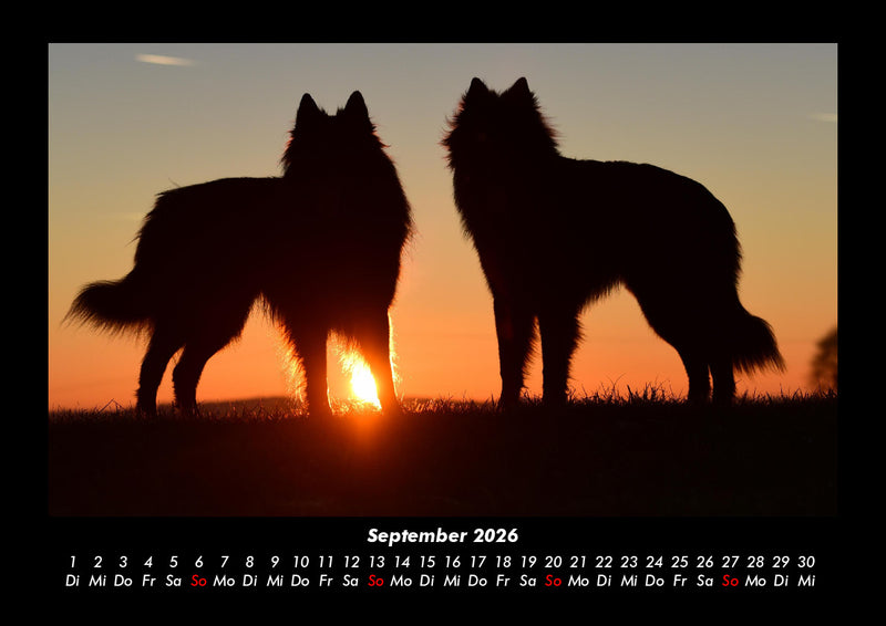 Hunde Fotokalender 2026 - 9