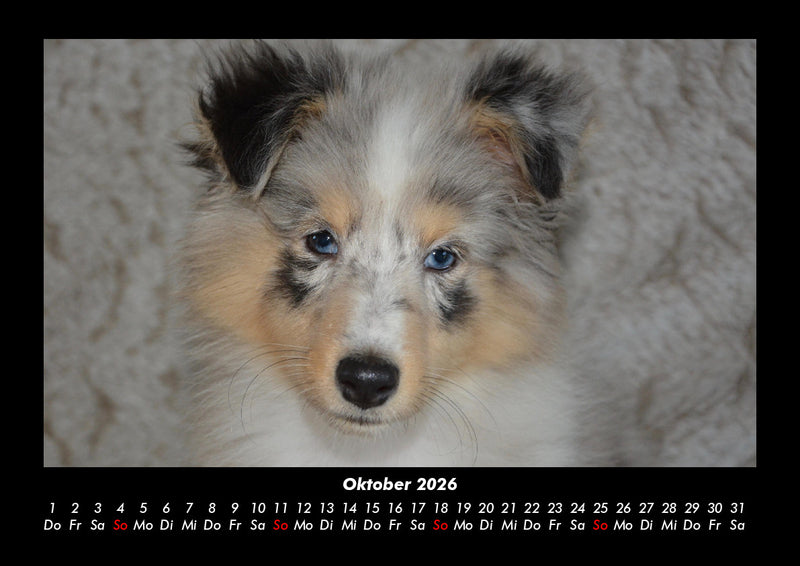 Hunde Fotokalender 2026 - 10
