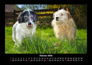 Hunde Fotokalender 2026 - 2