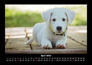 Hunde Fotokalender 2026 - 4