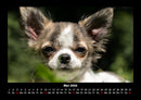 Hunde Fotokalender 2026 - 5