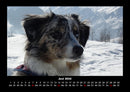 Hunde Fotokalender 2026 - 6