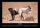 Hunde Fotokalender 2026 - 7