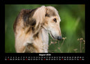 Hunde Fotokalender 2026 - 8