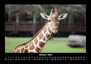 Welt der Tiere Fotokalender 2026 - 10