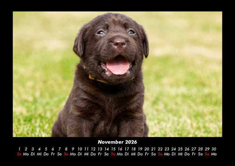 Welt der Tiere Fotokalender 2026 - 11