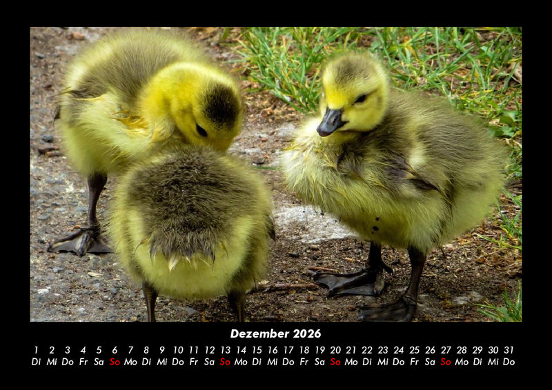 Welt der Tiere Fotokalender 2026 - 12