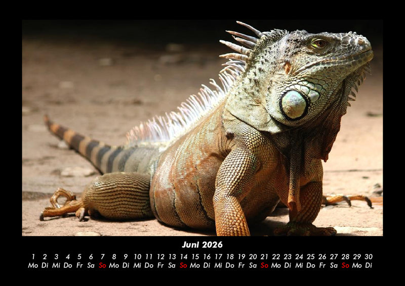 Welt der Tiere Fotokalender 2026 - 6