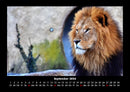 Löwen in der Wildnis Fotokalender 2026 - 9