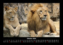 Löwen in der Wildnis Fotokalender 2026 - 10