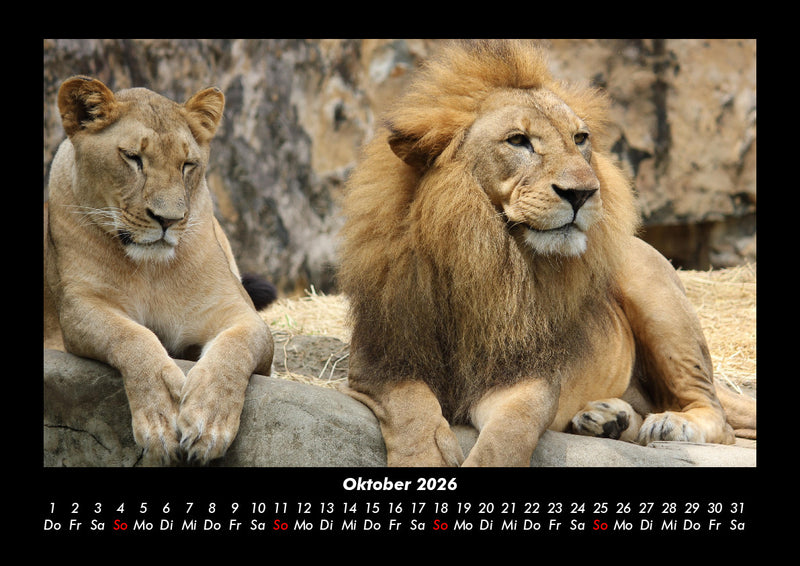Löwen in der Wildnis Fotokalender 2026 - 10
