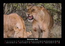 Löwen in der Wildnis Fotokalender 2026 - 11