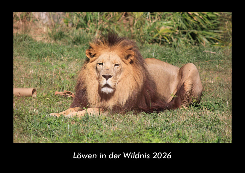 Löwen in der Wildnis Fotokalender 2026 - Hauptbild